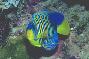 Regal Angelfish