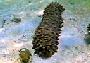 Sea Cucumber