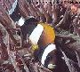 Blue-lip Anemonefish