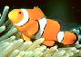 Clown Anemone Fish