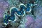 Giant Clam