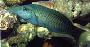 Green Bird Wrasse (Male)