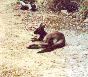 Kangaroo lying down - Kangaroo Island
