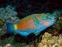 Parrotfish