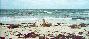 Seal fight - Seal Bay, Kangaroo Island