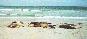 Seals cuddling - Seal Bay, Kangaroo Island
