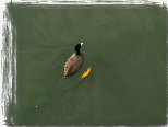 rollemproductions3002002.jpg