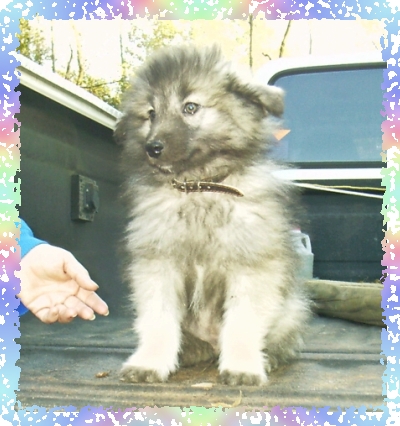 The Little Guy at 11 weeks old.
