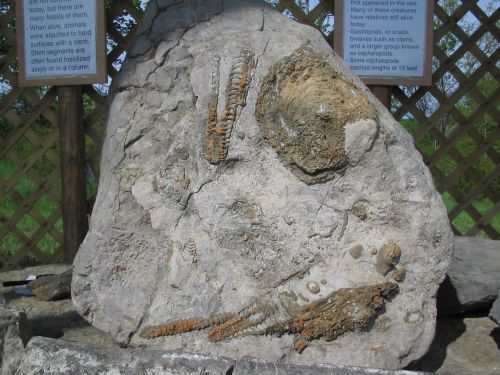 Nautiloids, ammonites, corals and crinoids or sea lilies ... typical fossils of south Hastings County in southeastern Ontario
