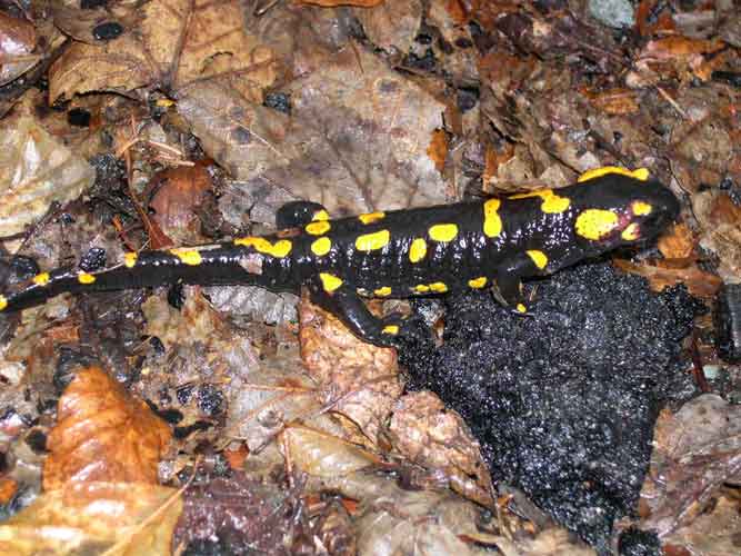 Salamandra