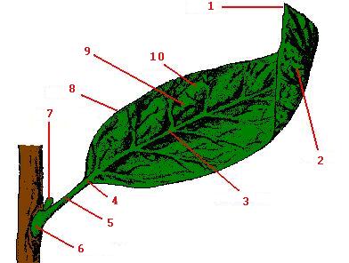 hoja.jpg