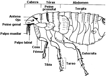 Resultado de imagen para MORFOLOGÍA DE PHTHIRAPTERA