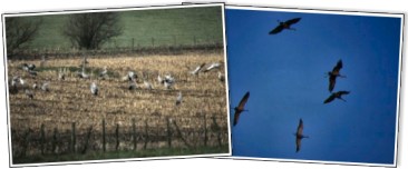 Cranes