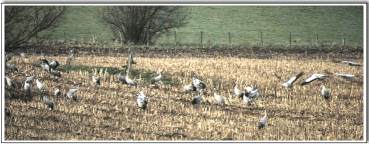 Cranes feeding