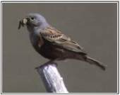Cretzschmar's Bunting