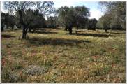 Lesvos meadow