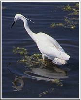 Little Egret