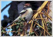 Woodchat Shrike