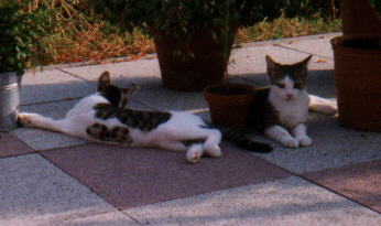Matz & Hilde