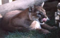 This is my pet cat, Gunner.  He just sleeps and gets fat, but we don't feed him a lot.  The neighbors have been complaining about the odd missing dog or newborn, though...