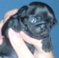 Little Guinness!