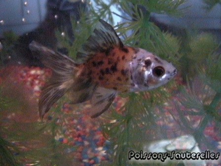 poisson picot�
