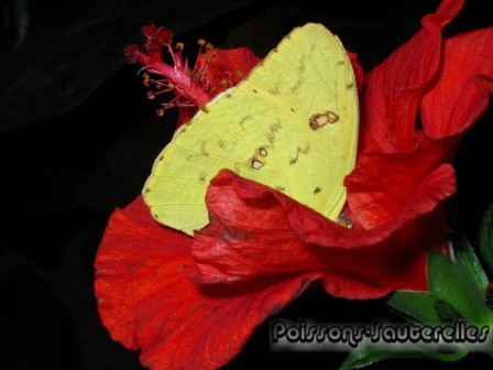 Papillon jaune