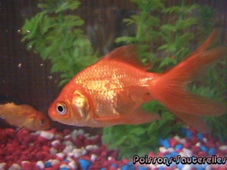 Poisson rouge