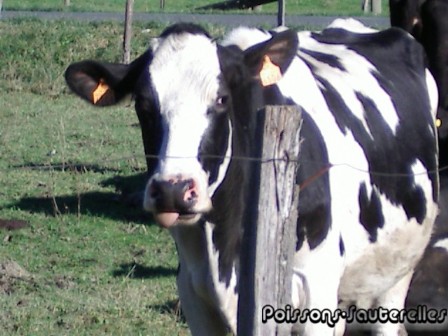Vache de Lourdes