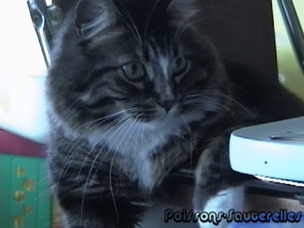 Bill, un minou guenille