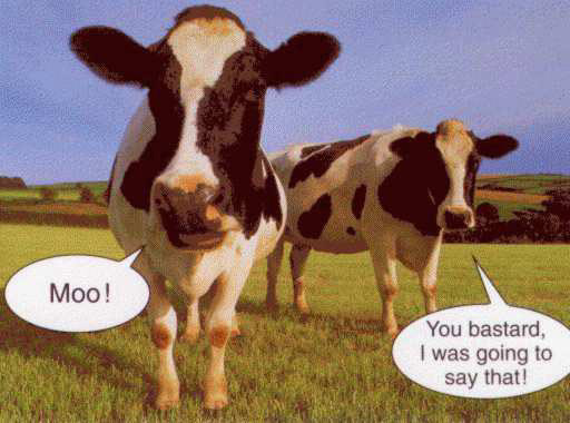 Moo