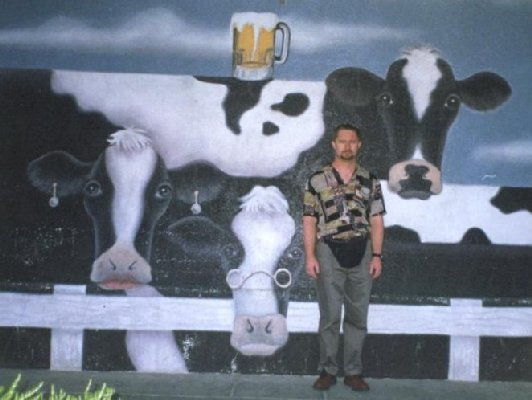 cows