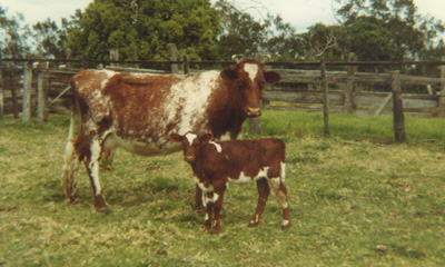 cows