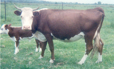 cows