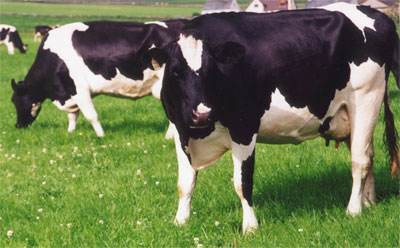 MOO