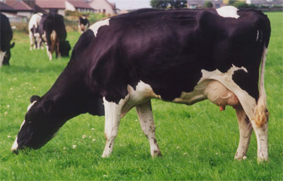 MOO