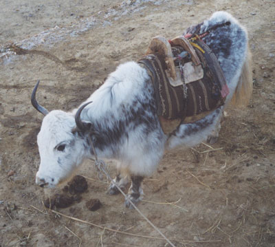 MOO