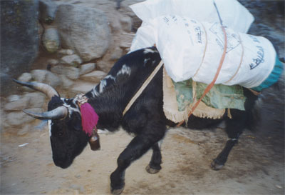 MOO