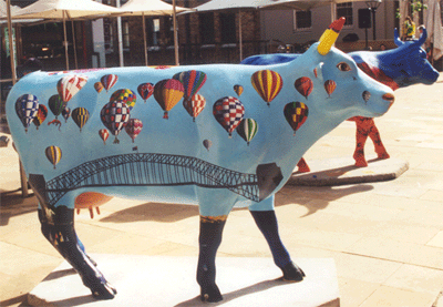 cows