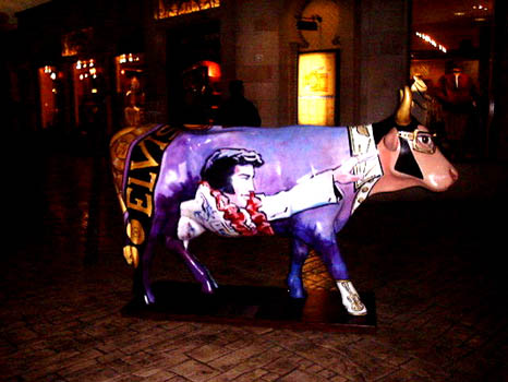 cows