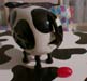 cows