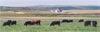 cows