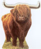 cows