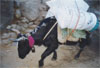 Yak