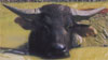 cows
