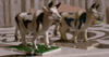 cows