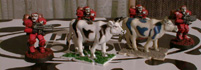 cows