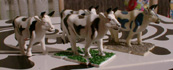 cows