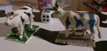 cows