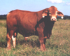 cows